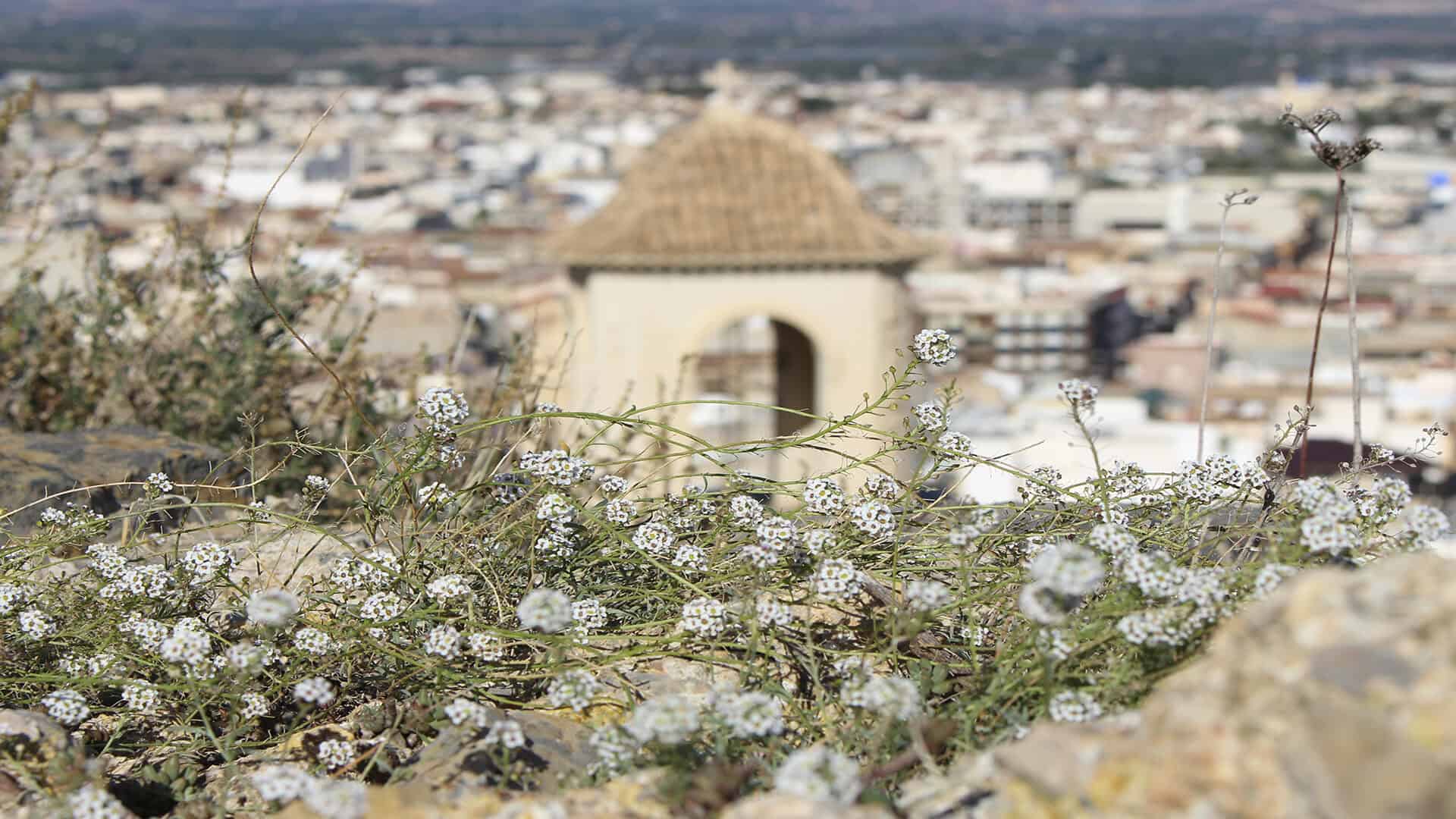 Cox en la Vega Baja del Segura – Castillo, paisaje, montaña, s