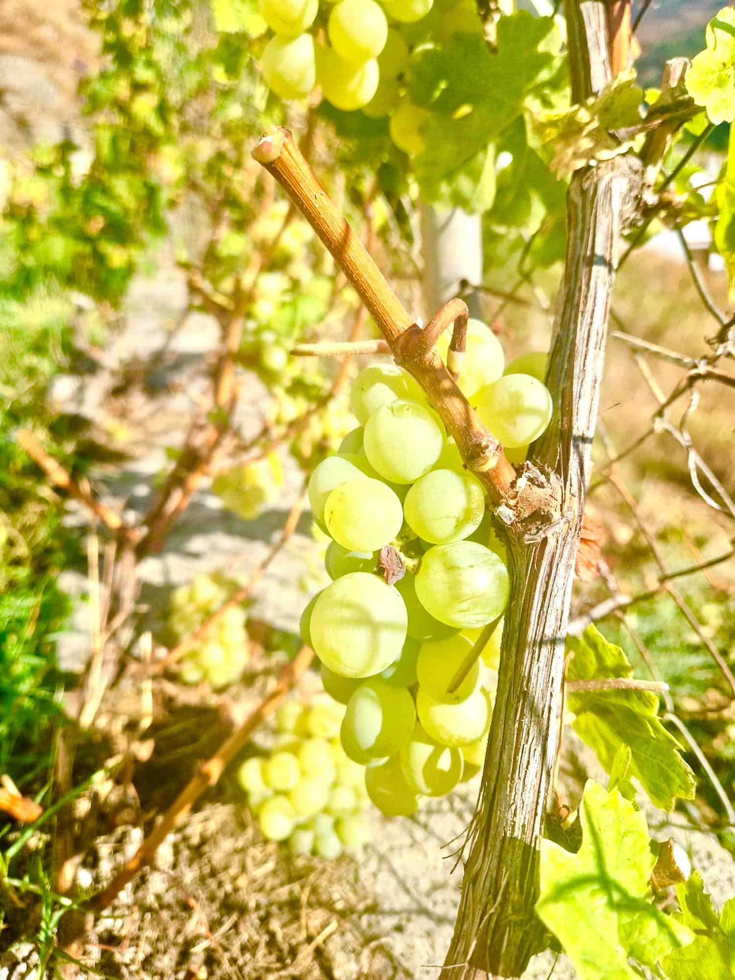 47209-spex-image-109