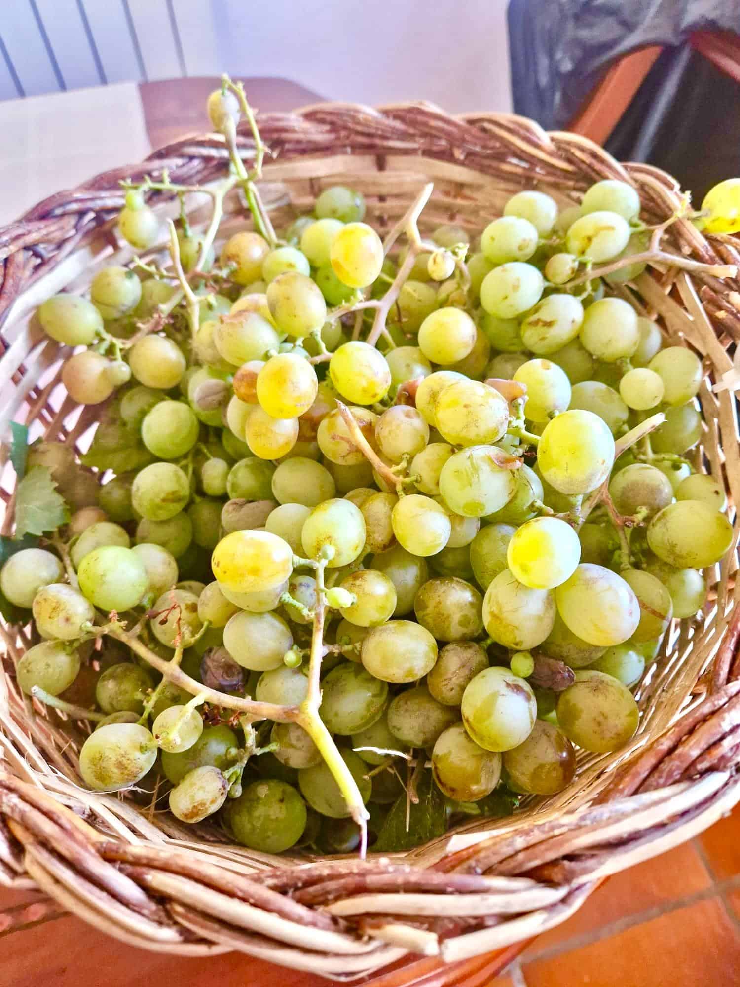 47209-spex-image-110