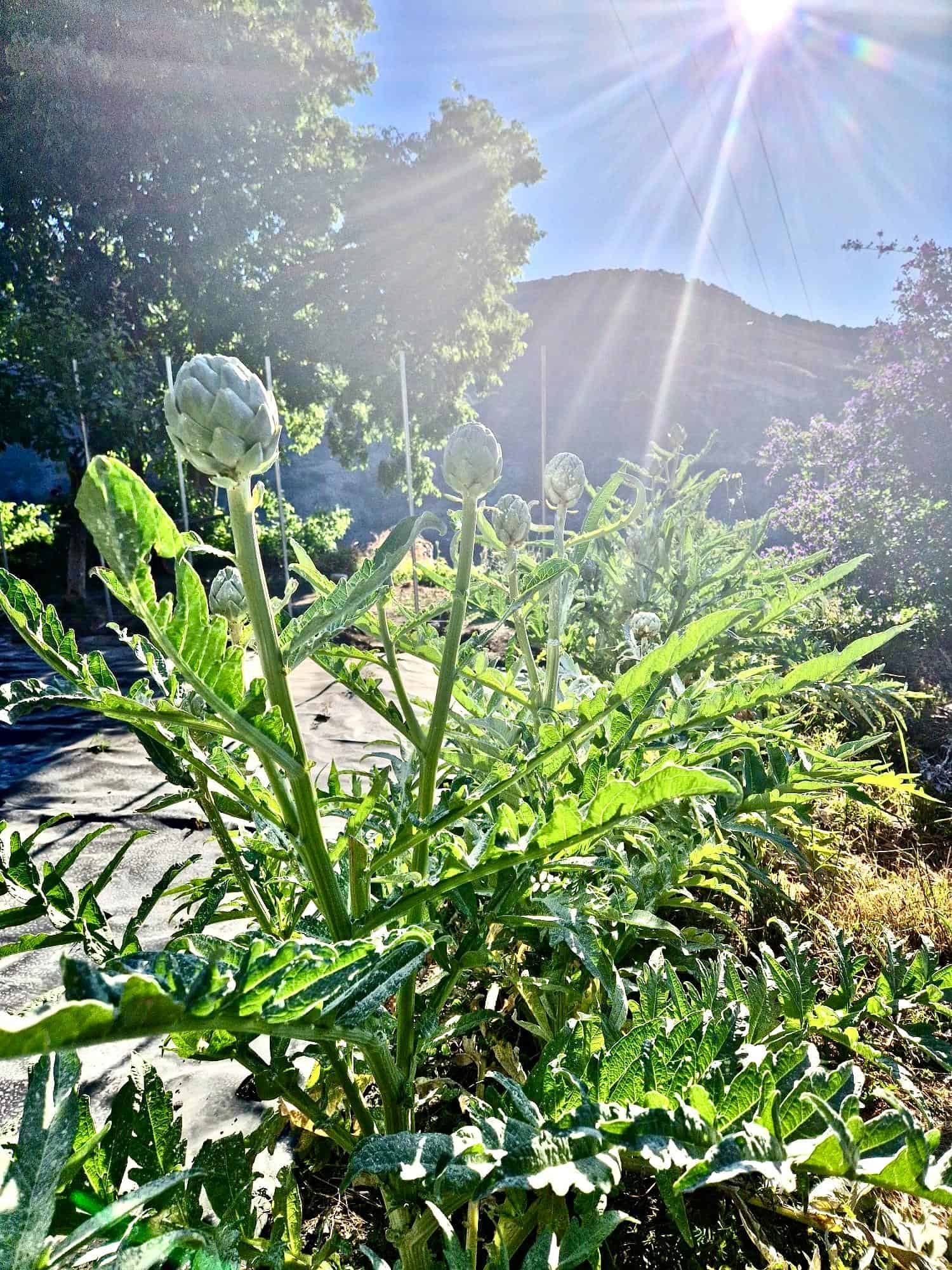 47209-spex-image-113