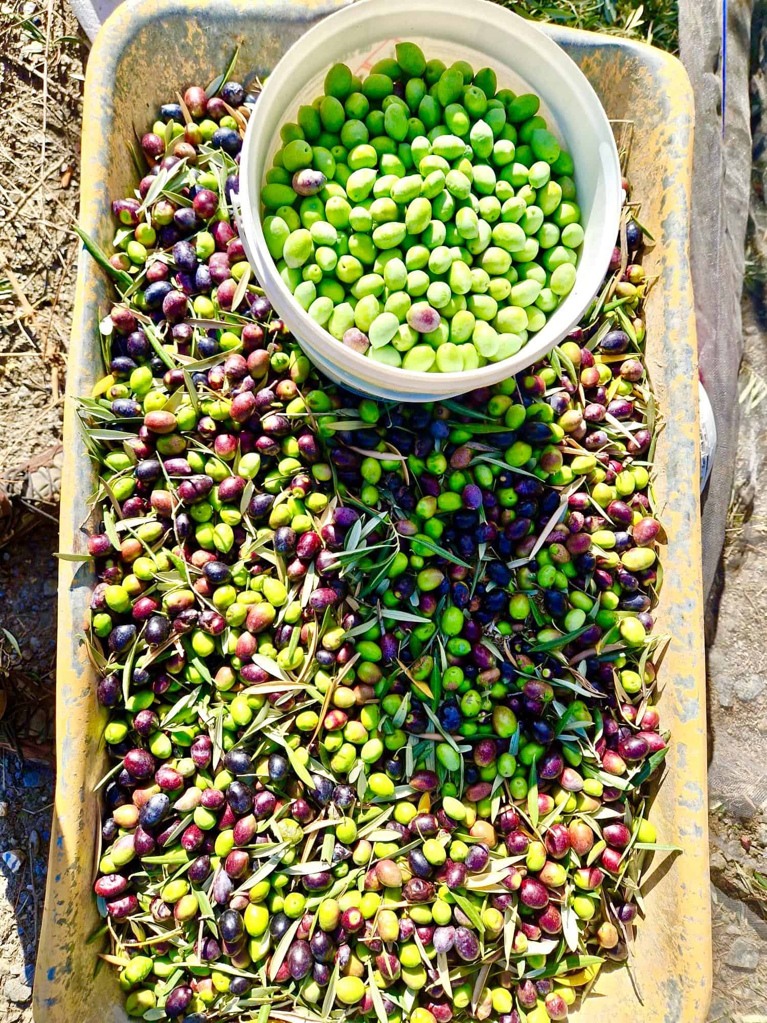 47209-spex-image-120